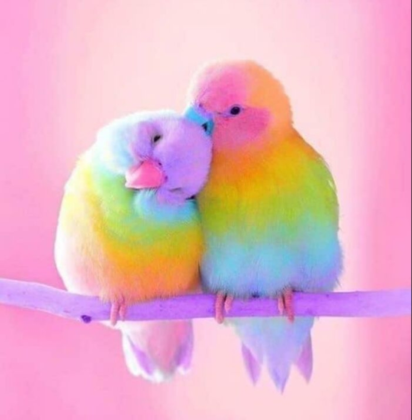 15 fotografías de pájaros que probablemente estén teniendo un peor día que tú