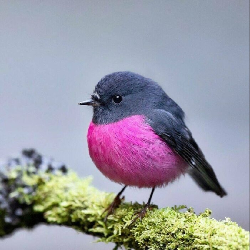 15 fotografías de pájaros que probablemente estén teniendo un peor día que tú