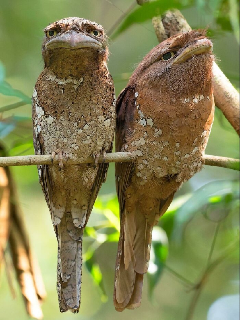 15 fotografías de pájaros que probablemente estén teniendo un peor día que tú