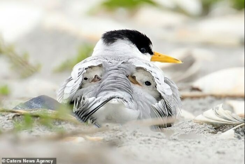 15 fotografías de pájaros que probablemente estén teniendo un peor día que tú