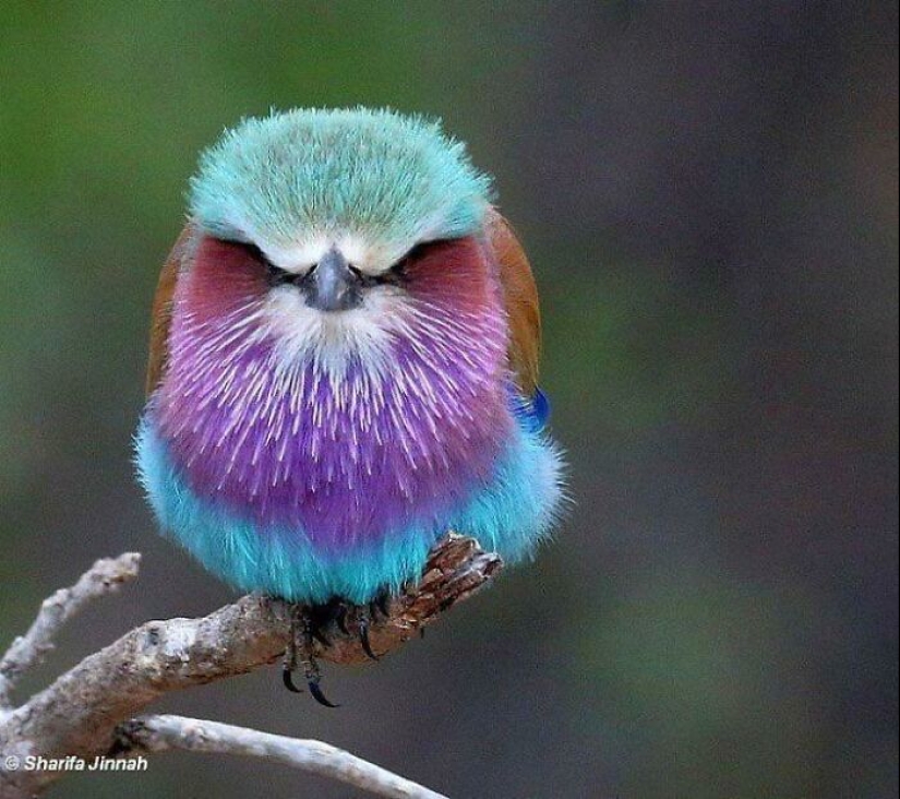 15 fotografías de pájaros que probablemente estén teniendo un peor día que tú