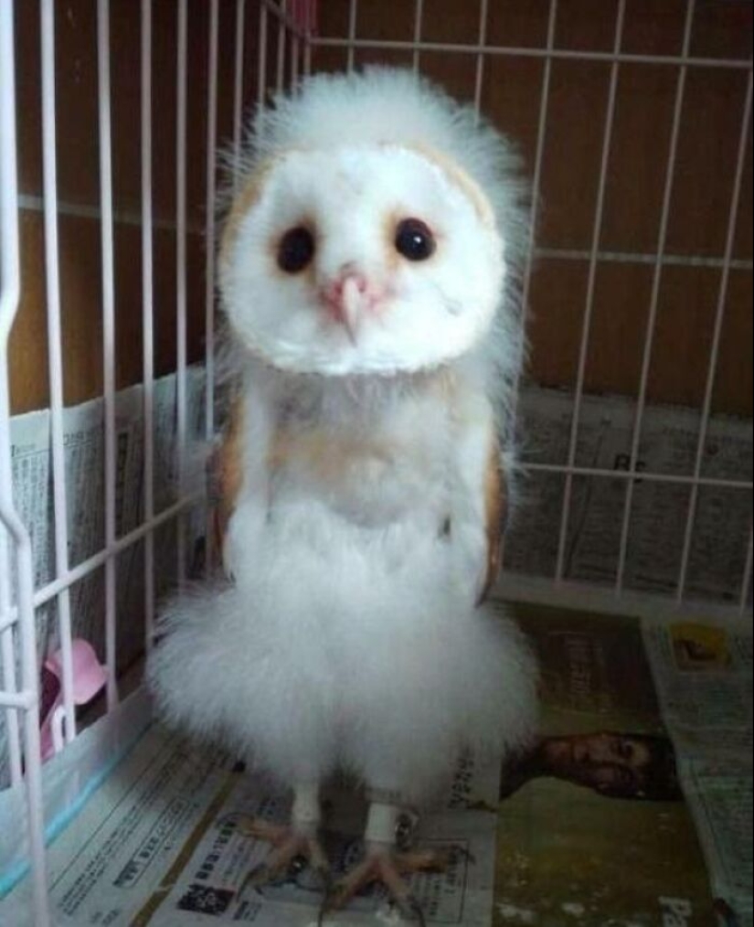 15 fotografías de pájaros que probablemente estén teniendo un peor día que tú