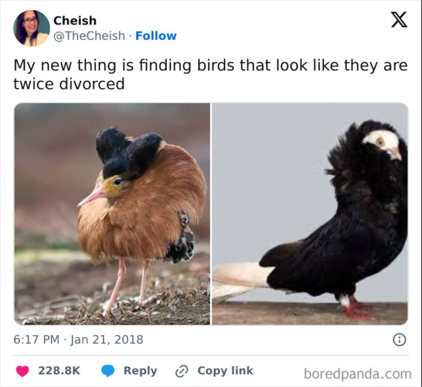 15 fotografías de pájaros que probablemente estén teniendo un peor día que tú