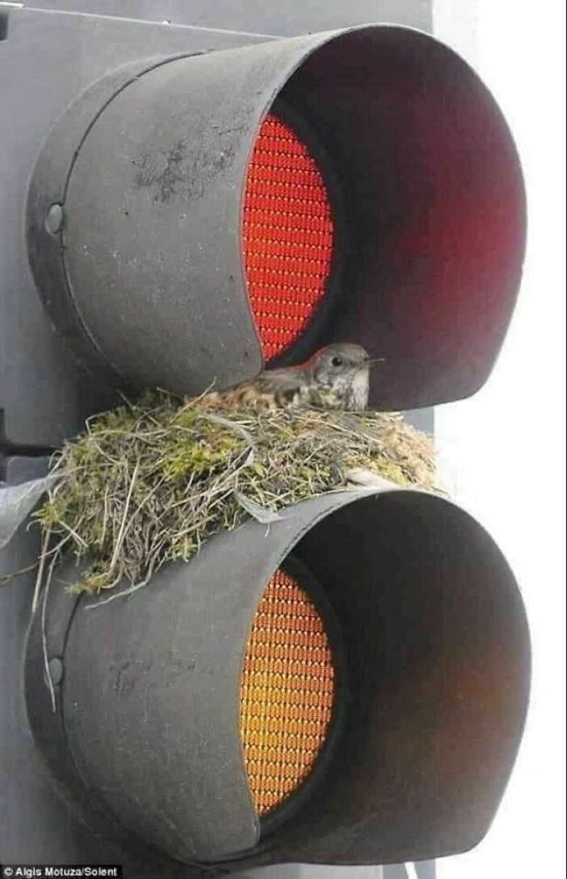 15 fotografías de pájaros que probablemente estén teniendo un peor día que tú