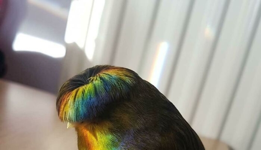 15 fotografías de pájaros que probablemente estén teniendo un peor día que tú