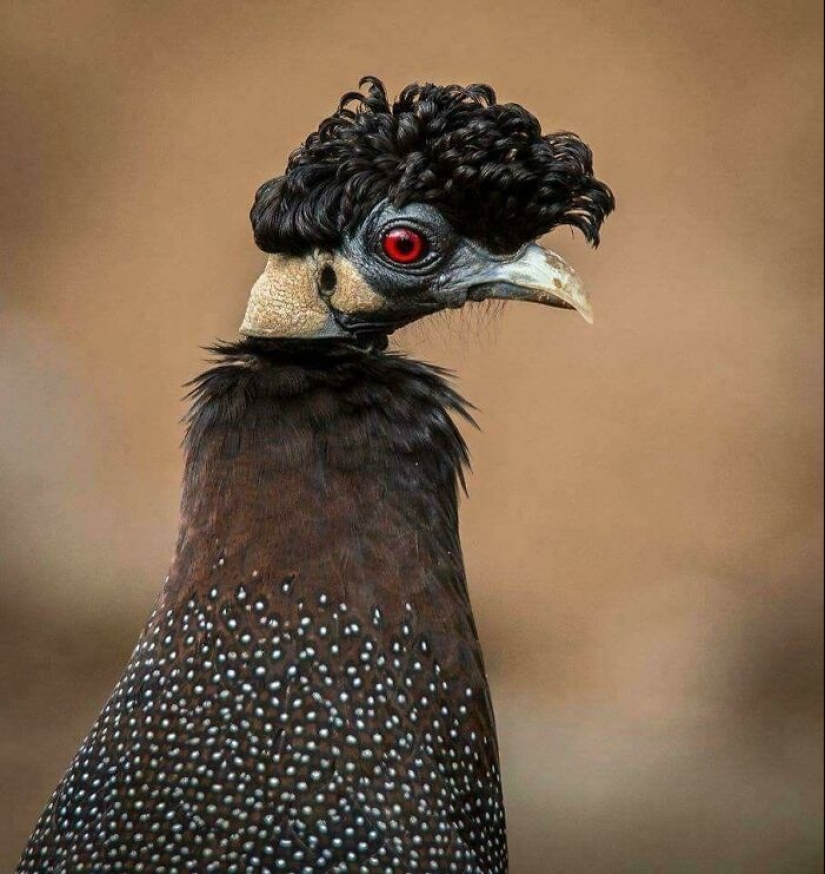 15 fotografías de pájaros que probablemente estén teniendo un peor día que tú