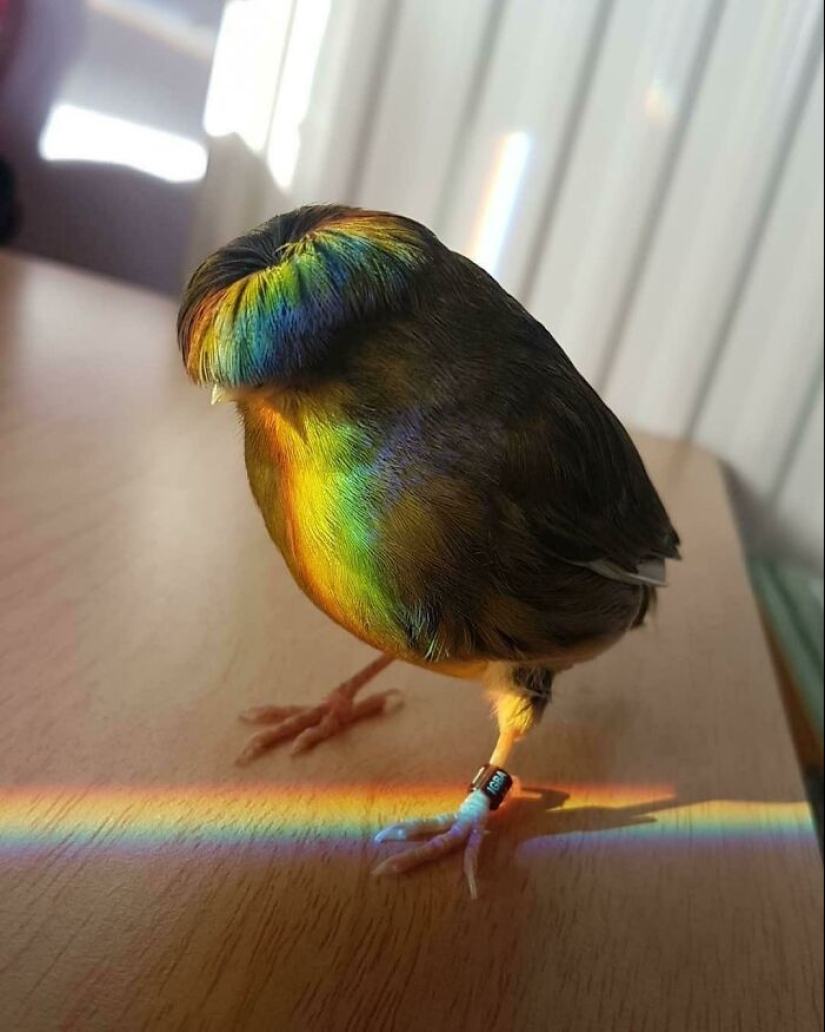 15 fotografías de pájaros que probablemente estén teniendo un peor día que tú