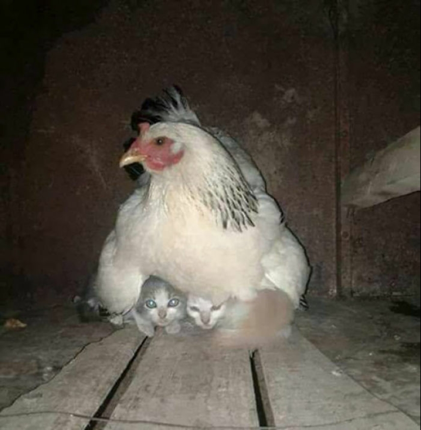 15 fotografías de pájaros que probablemente estén teniendo un peor día que tú