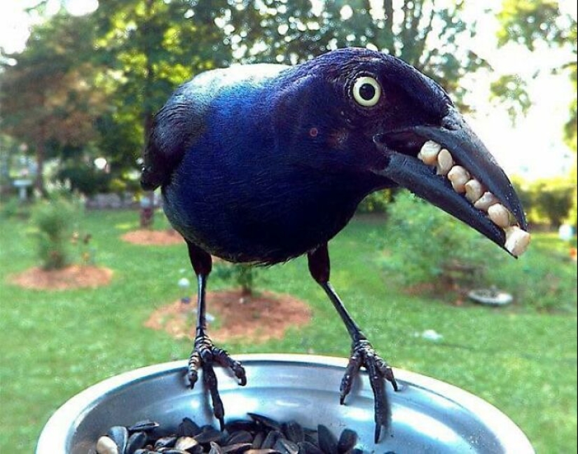 15 fotografías de pájaros que probablemente estén teniendo un peor día que tú
