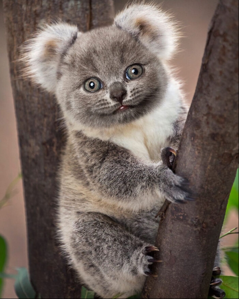 15 Funny Animal Mashups That I Created With Photoshop