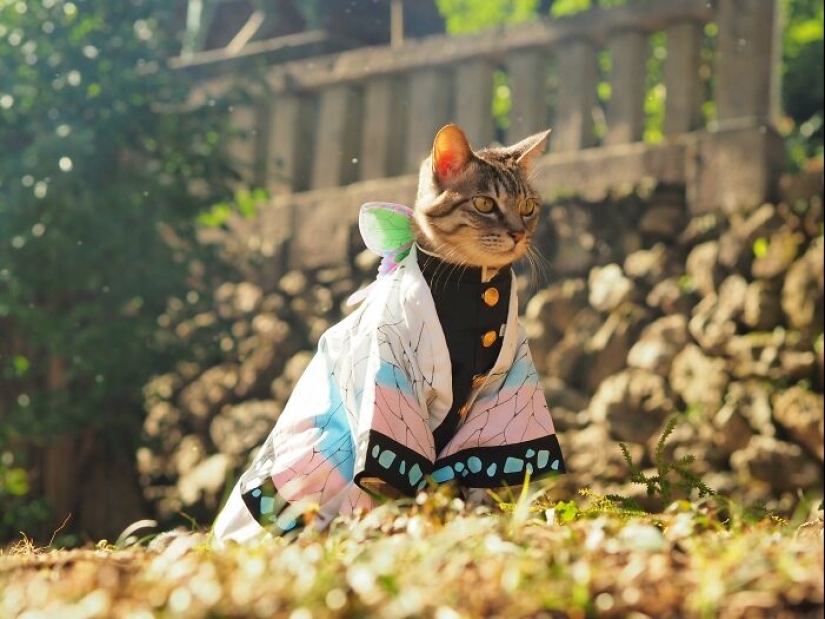 15 Handmade Costumes That This Guy Created For His Cats’ Cosplays 15 Handmade Costumes That This Guy Created For His Cats’ Cosplays