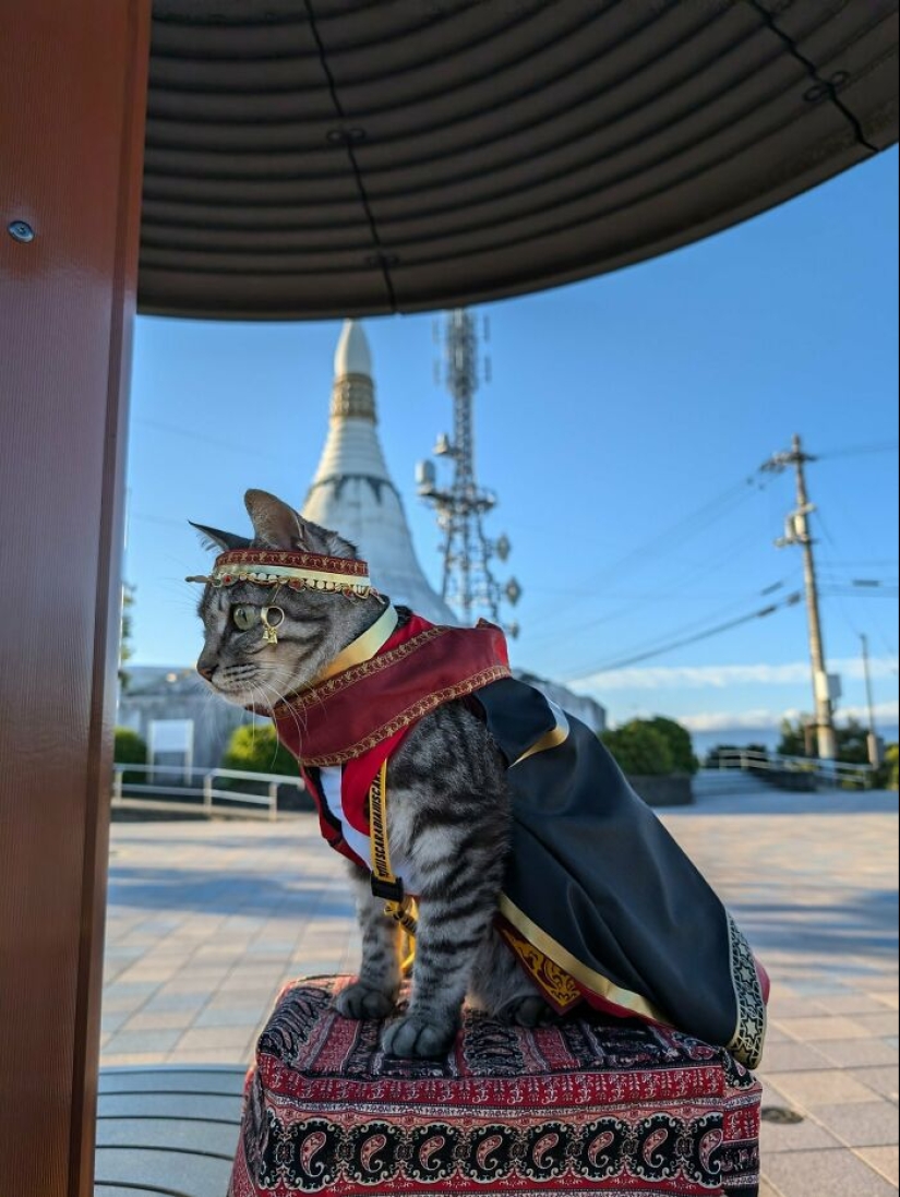 15 Handmade Costumes That This Guy Created For His Cats’ Cosplays 15 Handmade Costumes That This Guy Created For His Cats’ Cosplays