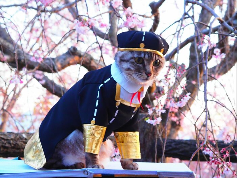 15 Handmade Costumes That This Guy Created For His Cats’ Cosplays 15 Handmade Costumes That This Guy Created For His Cats’ Cosplays