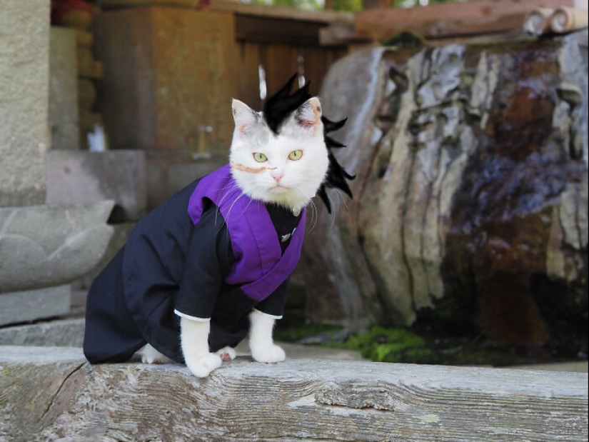 15 Handmade Costumes That This Guy Created For His Cats’ Cosplays 15 Handmade Costumes That This Guy Created For His Cats’ Cosplays
