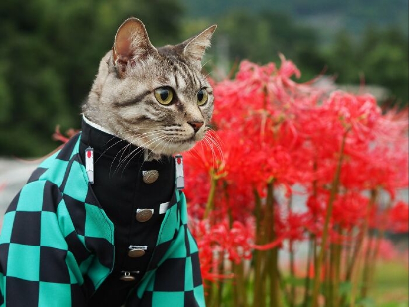 15 Handmade Costumes That This Guy Created For His Cats’ Cosplays 15 Handmade Costumes That This Guy Created For His Cats’ Cosplays