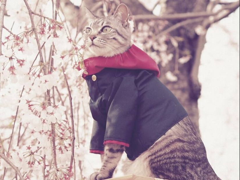 15 Handmade Costumes That This Guy Created For His Cats’ Cosplays 15 Handmade Costumes That This Guy Created For His Cats’ Cosplays