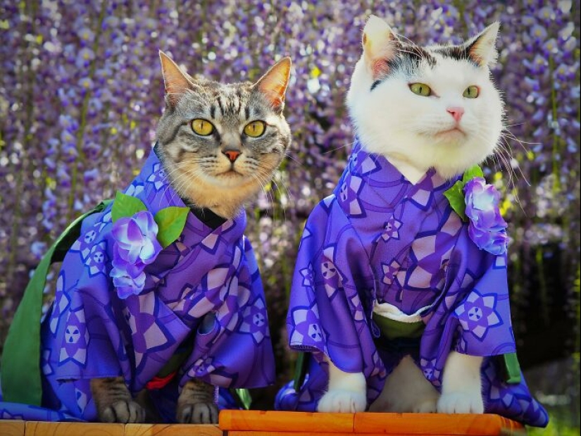 15 Handmade Costumes That This Guy Created For His Cats’ Cosplays 15 Handmade Costumes That This Guy Created For His Cats’ Cosplays