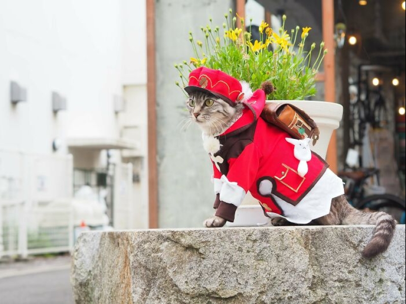 15 Handmade Costumes That This Guy Created For His Cats’ Cosplays 15 Handmade Costumes That This Guy Created For His Cats’ Cosplays