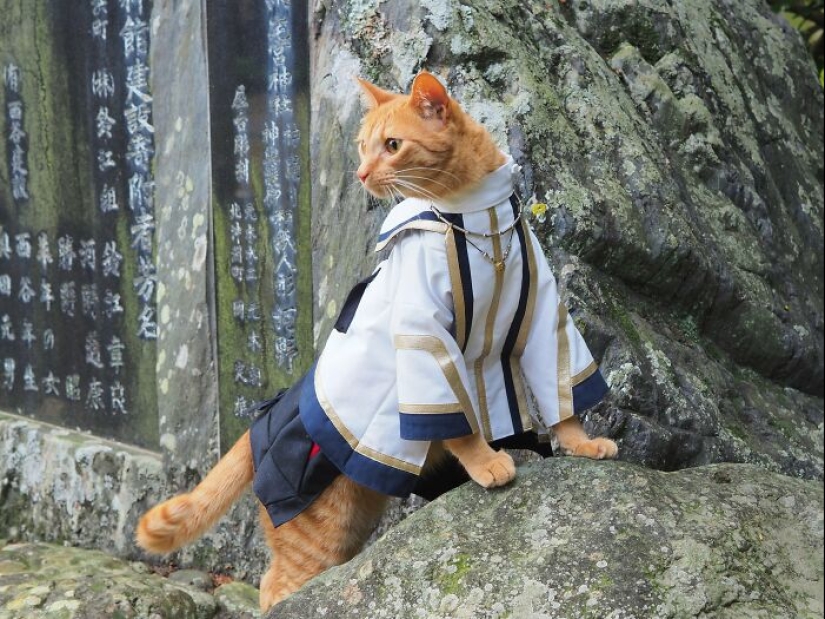 15 Handmade Costumes That This Guy Created For His Cats’ Cosplays 15 Handmade Costumes That This Guy Created For His Cats’ Cosplays