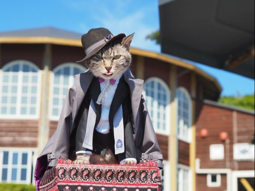 15 Handmade Costumes That This Guy Created For His Cats’ Cosplays 15 Handmade Costumes That This Guy Created For His Cats’ Cosplays