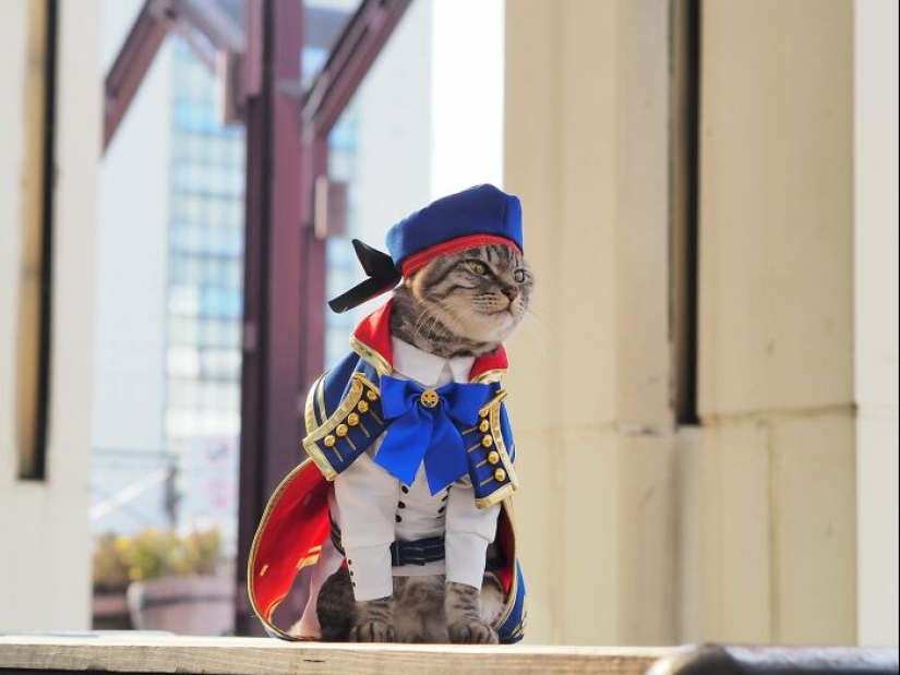 15 Handmade Costumes That This Guy Created For His Cats’ Cosplays 15 Handmade Costumes That This Guy Created For His Cats’ Cosplays