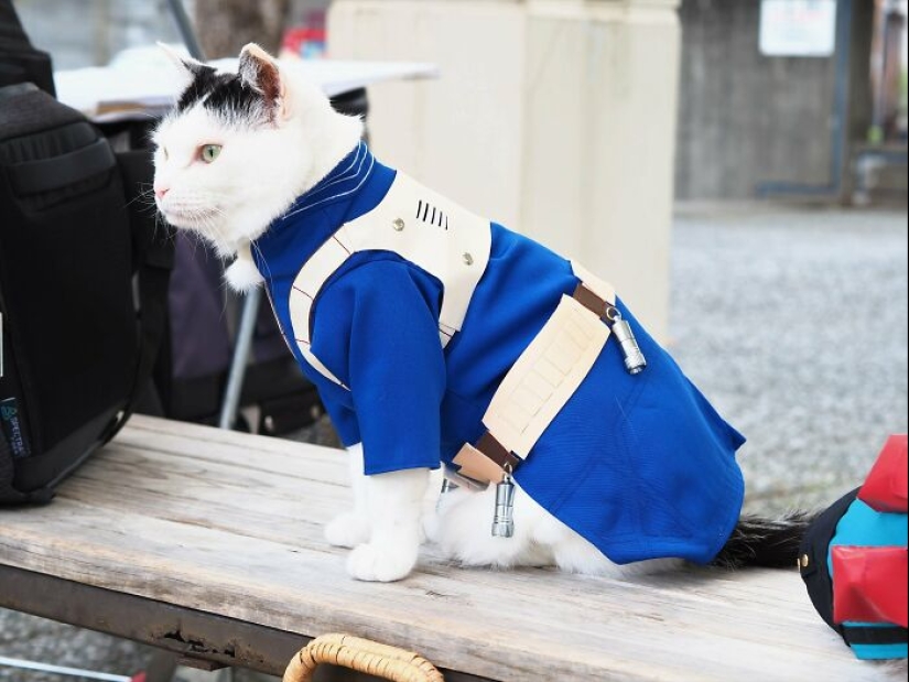 15 Handmade Costumes That This Guy Created For His Cats’ Cosplays 15 Handmade Costumes That This Guy Created For His Cats’ Cosplays