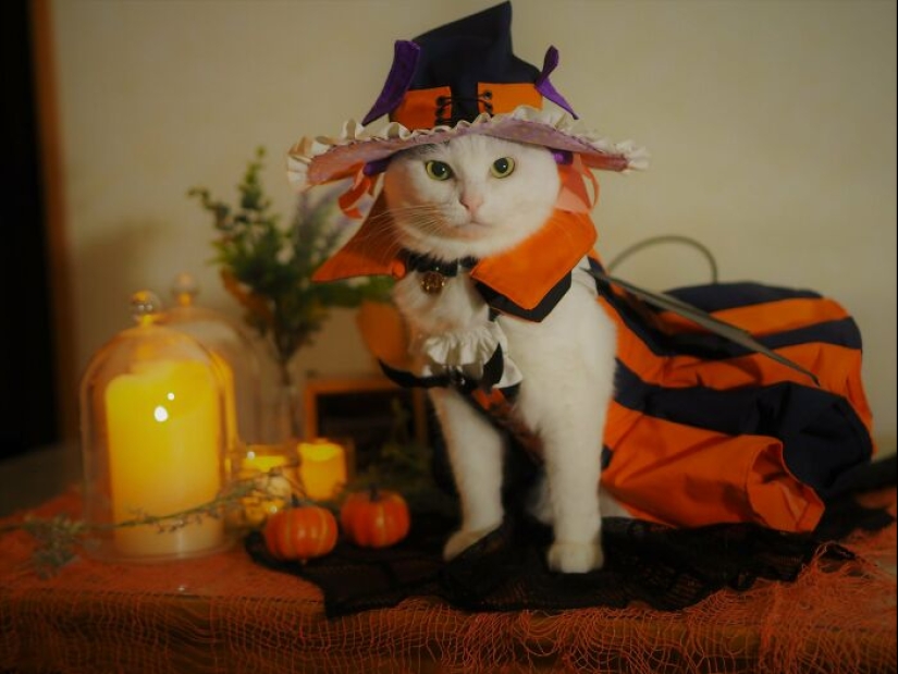 15 Handmade Costumes That This Guy Created For His Cats’ Cosplays 15 Handmade Costumes That This Guy Created For His Cats’ Cosplays