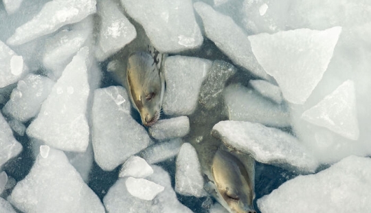 15 Mesmerizing Entries From The 2024 Wildlife Photographer Of The Year 15 Mesmerizing Entries From The 2024 Wildlife Photographer Of The Year
