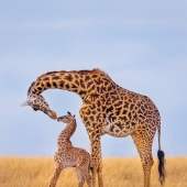 15 Mesmerizing Images That Captured Nature’s Beauty And Diversity, Selected By NBP Awards 2024 15 Mesmerizing Images That Captured Nature’s Beauty And Diversity, Selected By NBP Awards 2024