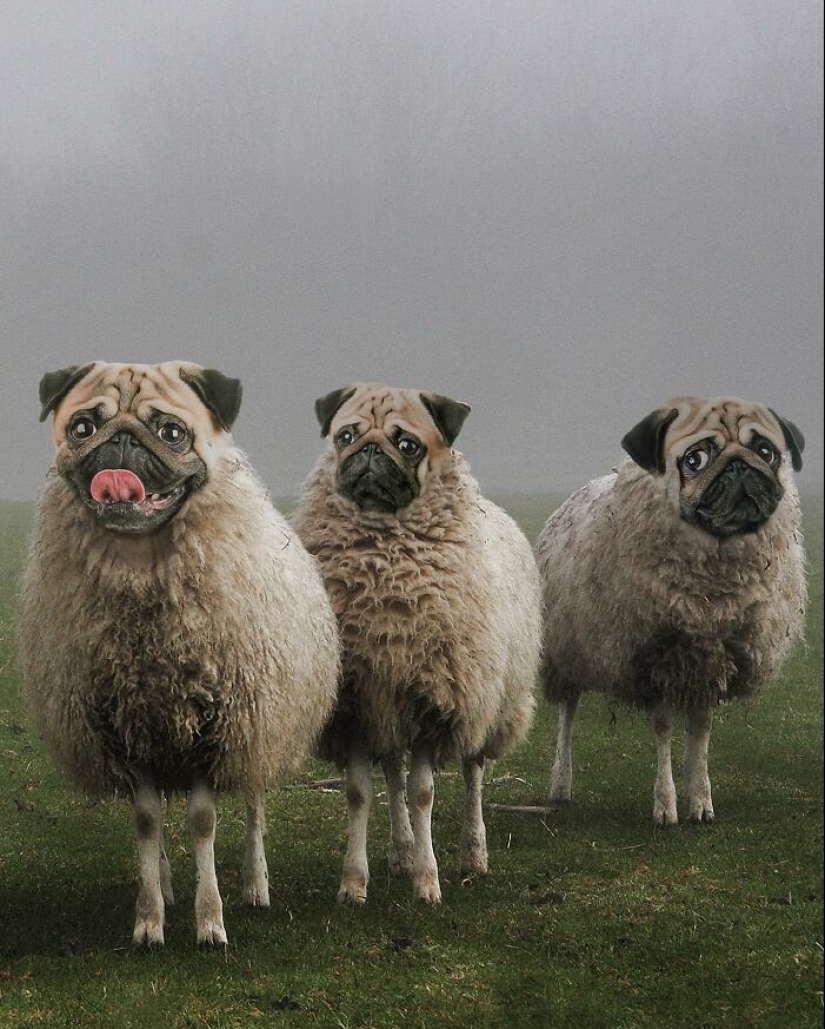 15 mezclas divertidas de animales que creé con Photoshop