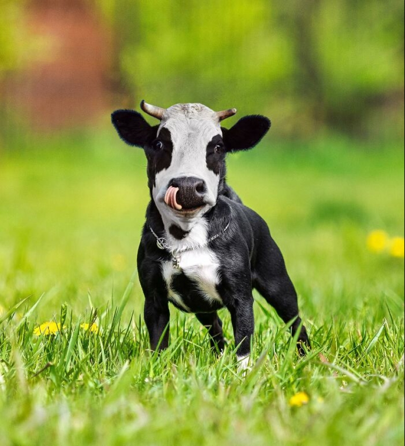 15 mezclas divertidas de animales que creé con Photoshop