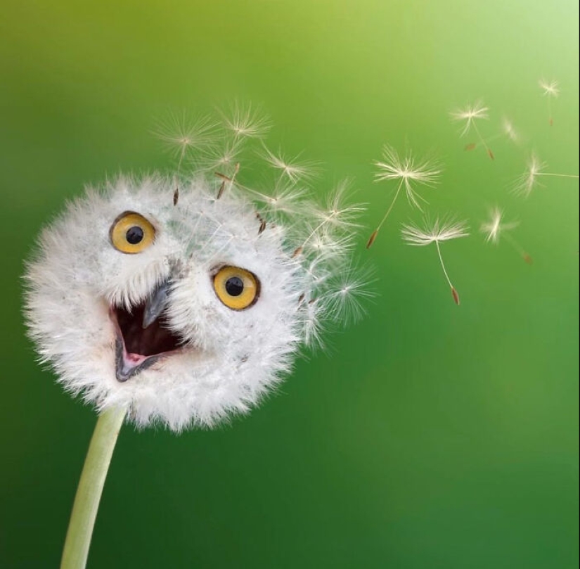 15 mezclas divertidas de animales que creé con Photoshop