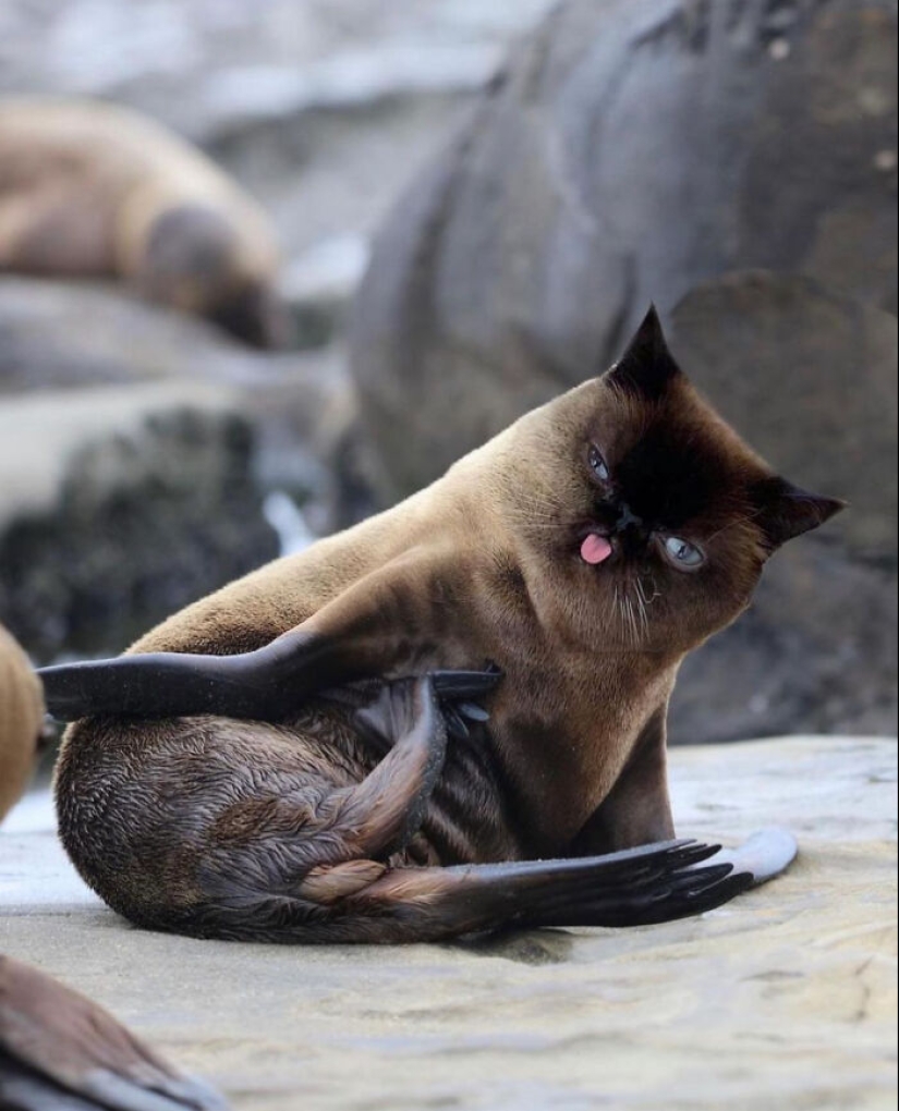 15 mezclas divertidas de animales que creé con Photoshop