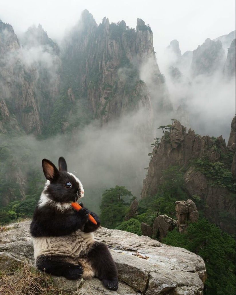 15 mezclas divertidas de animales que creé con Photoshop