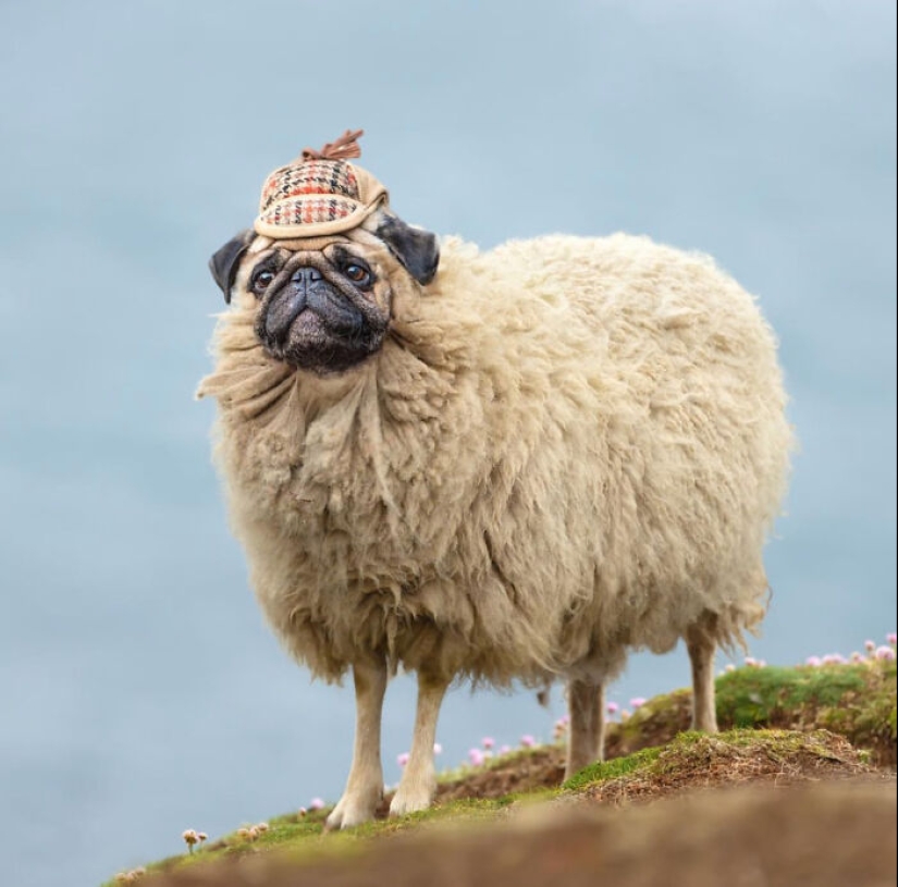 15 mezclas divertidas de animales que creé con Photoshop