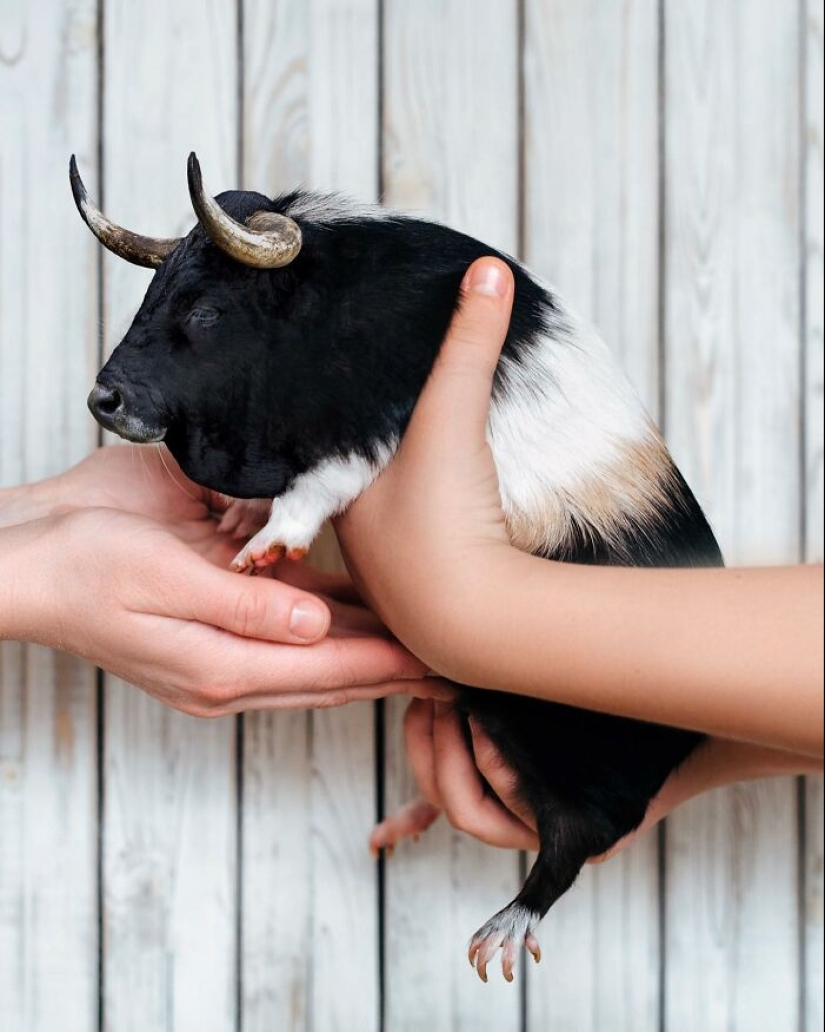15 mezclas divertidas de animales que creé con Photoshop