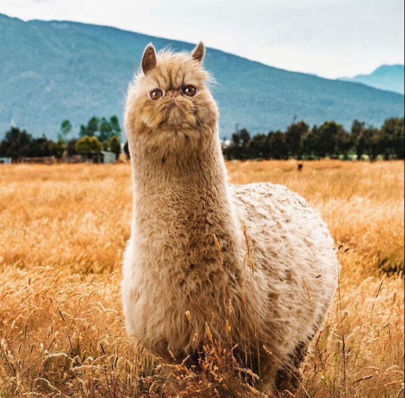 15 mezclas divertidas de animales que creé con Photoshop