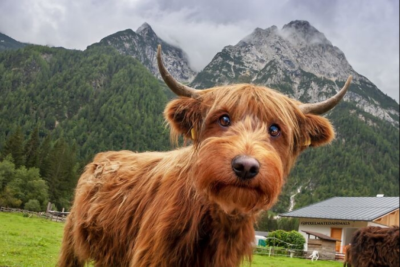 15 mezclas divertidas de animales que creé con Photoshop