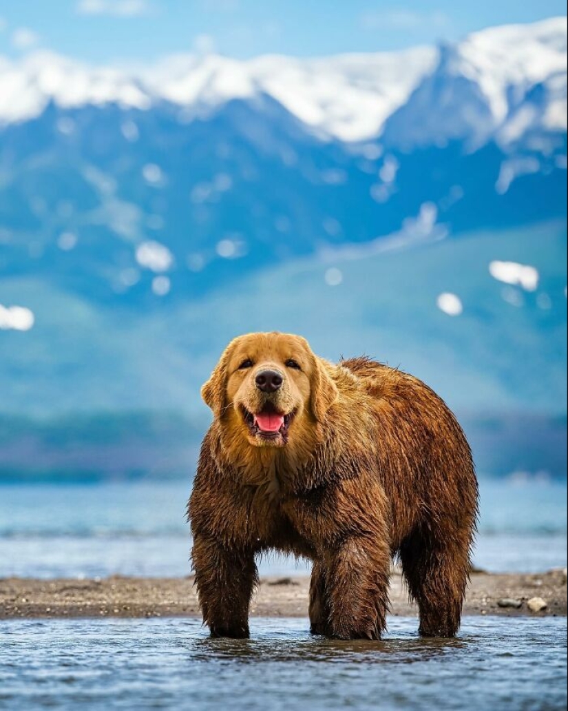 15 mezclas divertidas de animales que creé con Photoshop