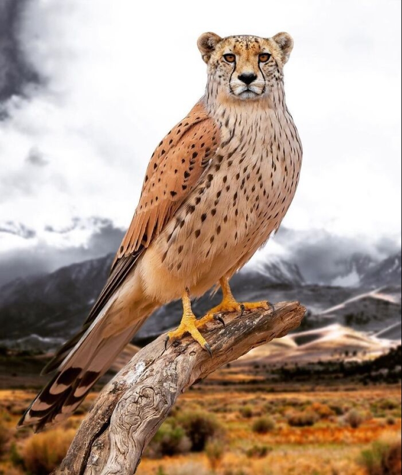15 mezclas divertidas de animales que creé con Photoshop
