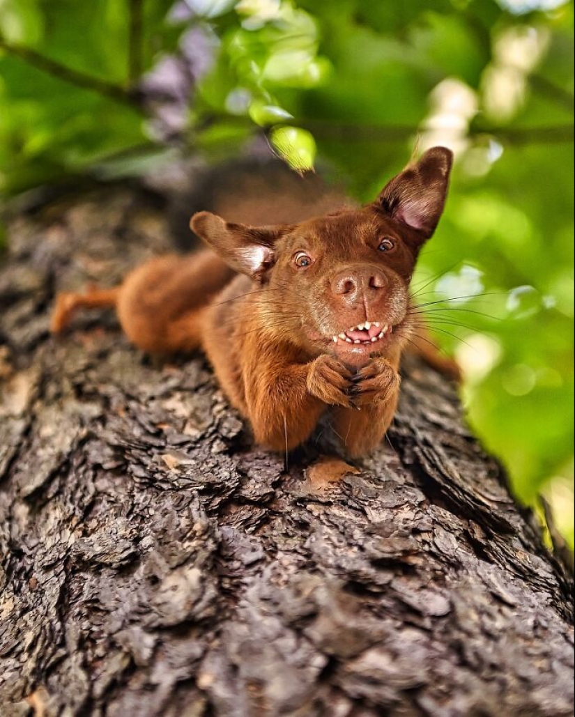 15 mezclas divertidas de animales que creé con Photoshop