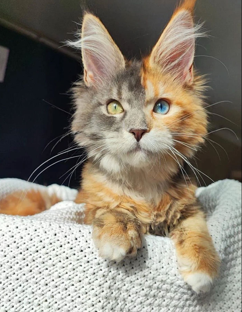 15 Of The Wildest And Cutest Genetic Mutations Ever Spotted In Pets