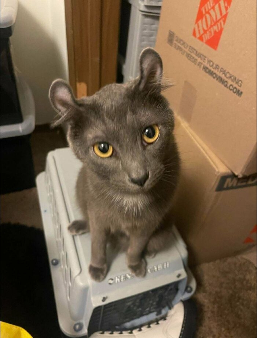 15 Of The Wildest And Cutest Genetic Mutations Ever Spotted In Pets