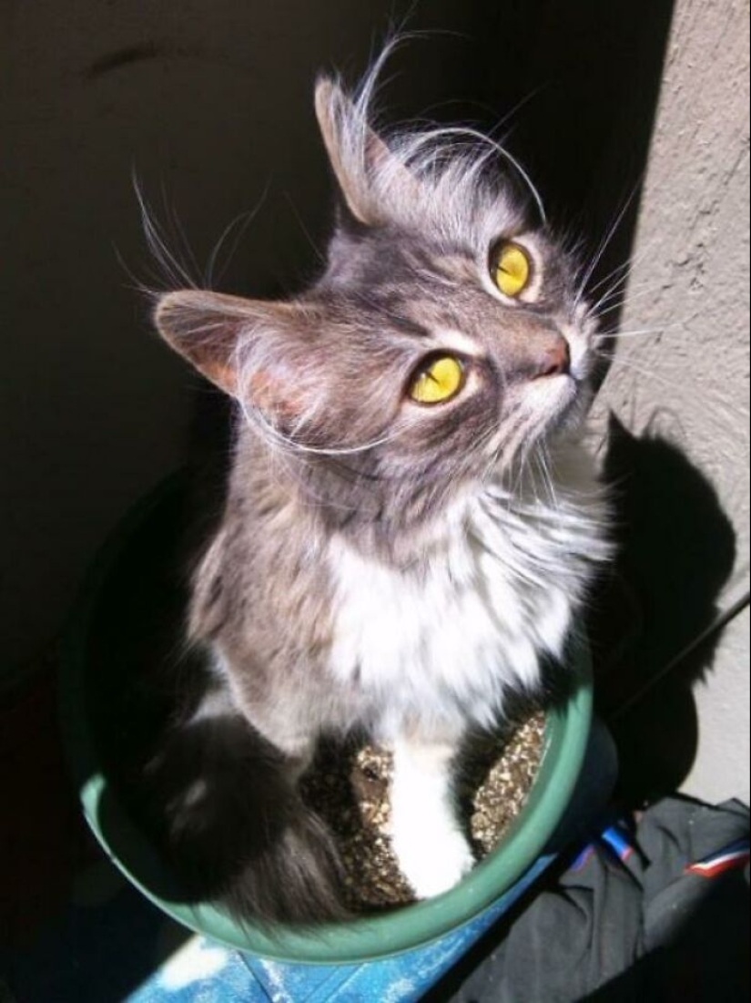 15 Of The Wildest And Cutest Genetic Mutations Ever Spotted In Pets