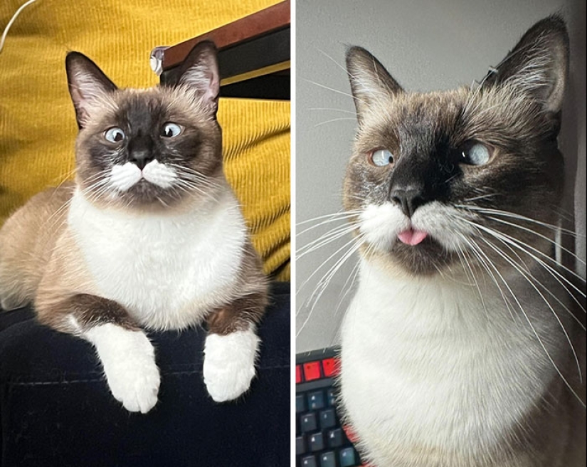 15 Of The Wildest And Cutest Genetic Mutations Ever Spotted In Pets