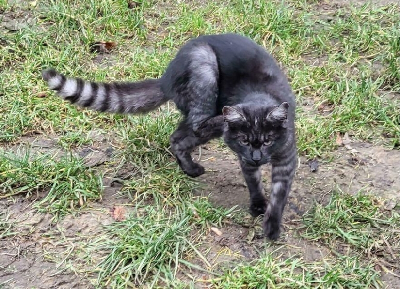15 Of The Wildest And Cutest Genetic Mutations Ever Spotted In Pets