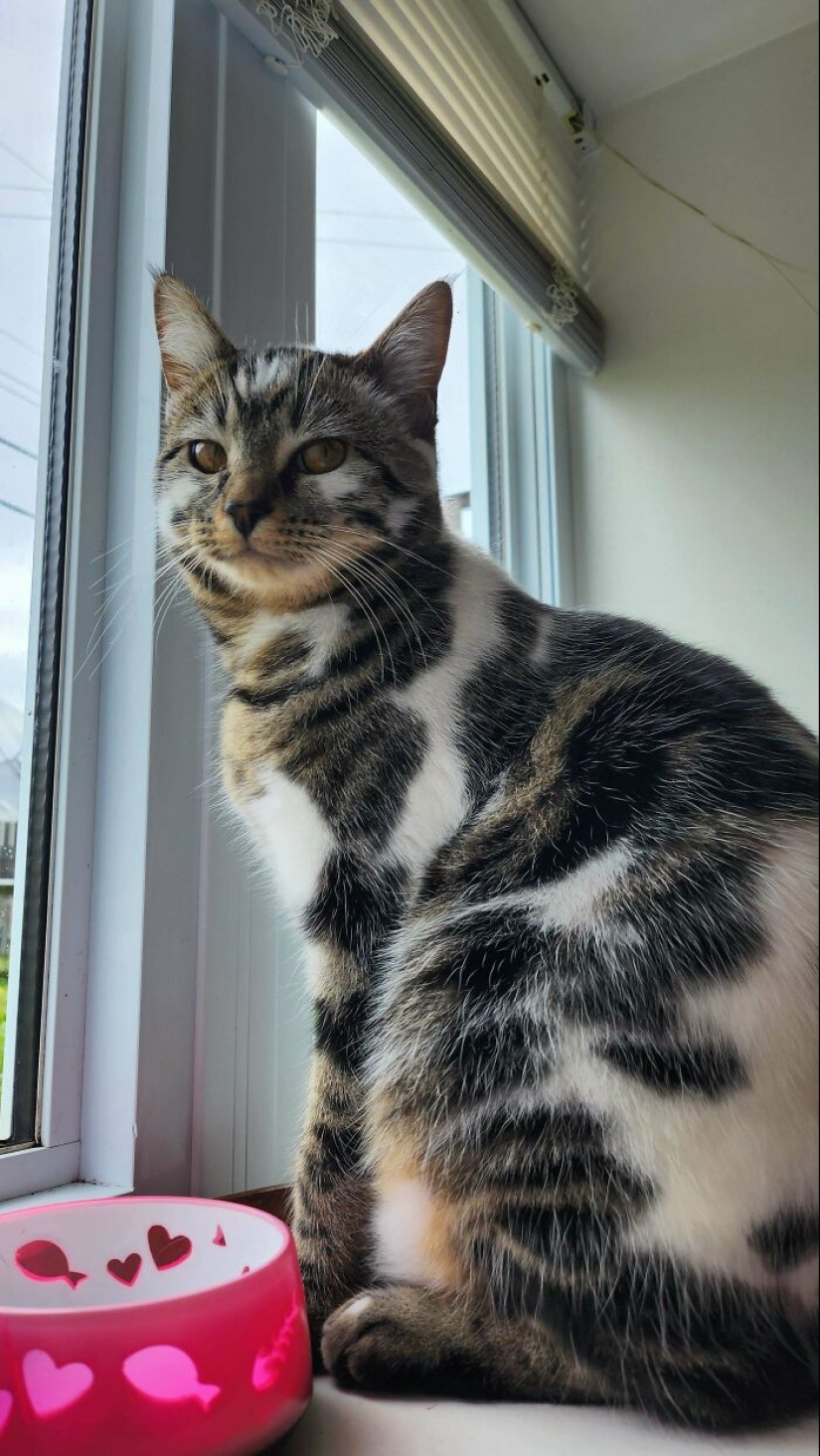 15 Of The Wildest And Cutest Genetic Mutations Ever Spotted In Pets
