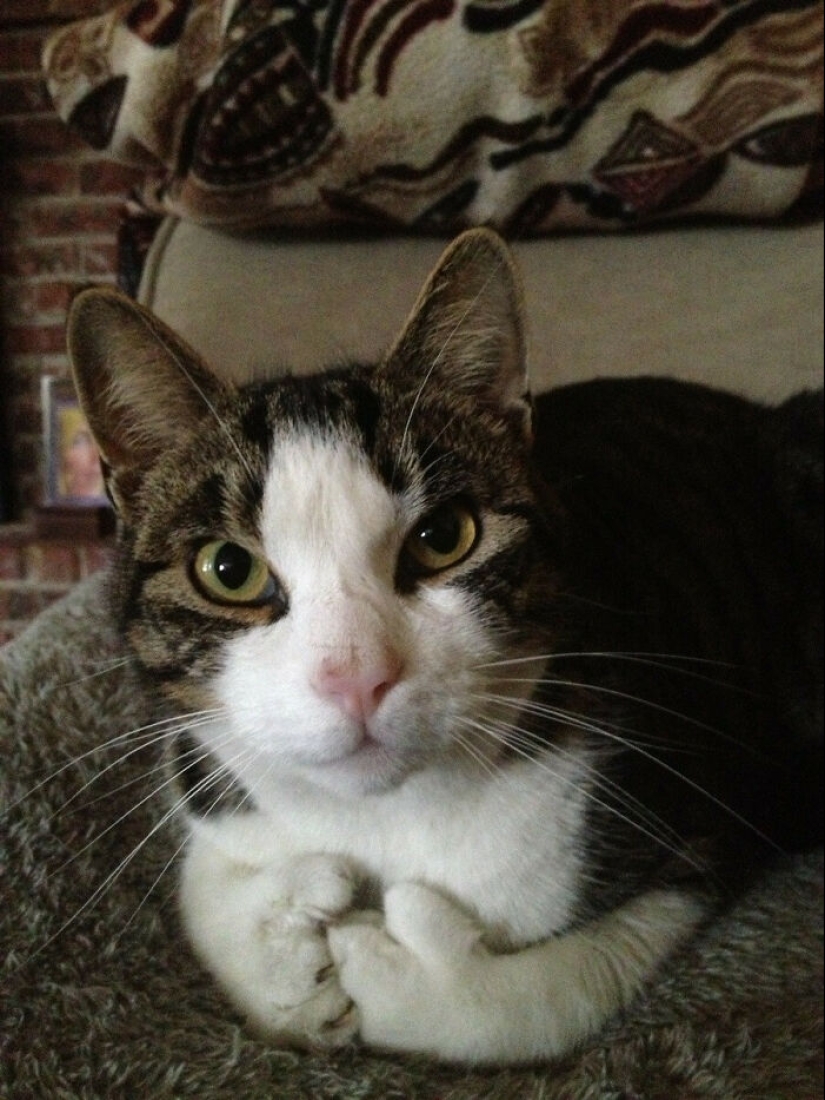 15 Of The Wildest And Cutest Genetic Mutations Ever Spotted In Pets