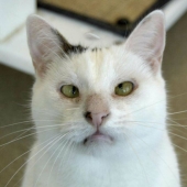 15 Of The Wildest And Cutest Genetic Mutations Ever Spotted In Pets 15 Of The Wildest And Cutest Genetic Mutations Ever Spotted In Pets