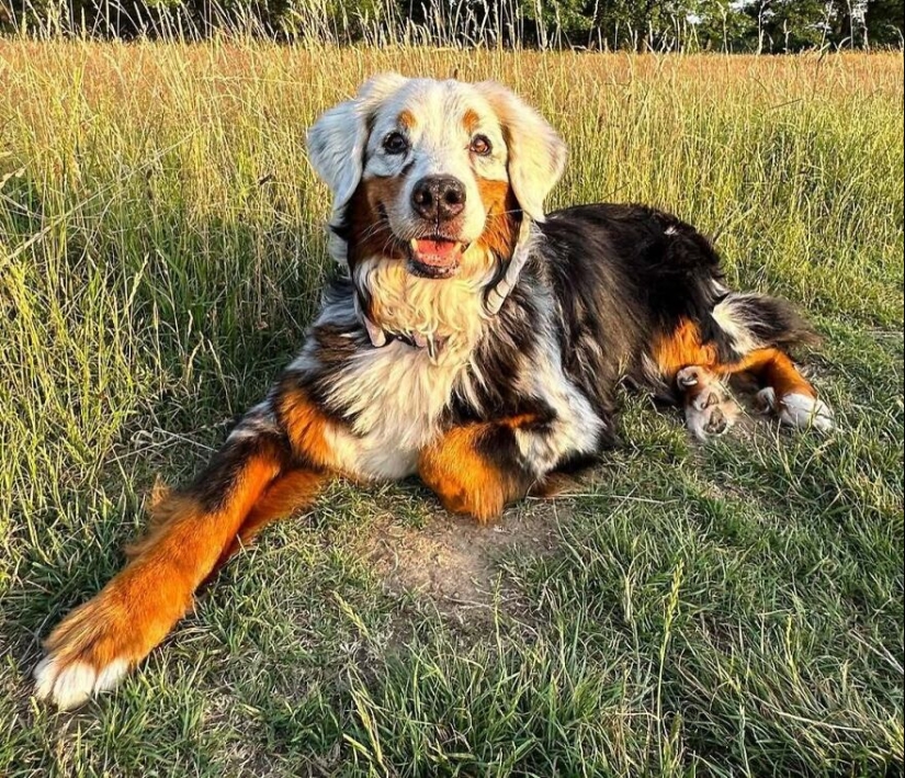 15 Of The Wildest And Cutest Genetic Mutations Ever Spotted In Pets